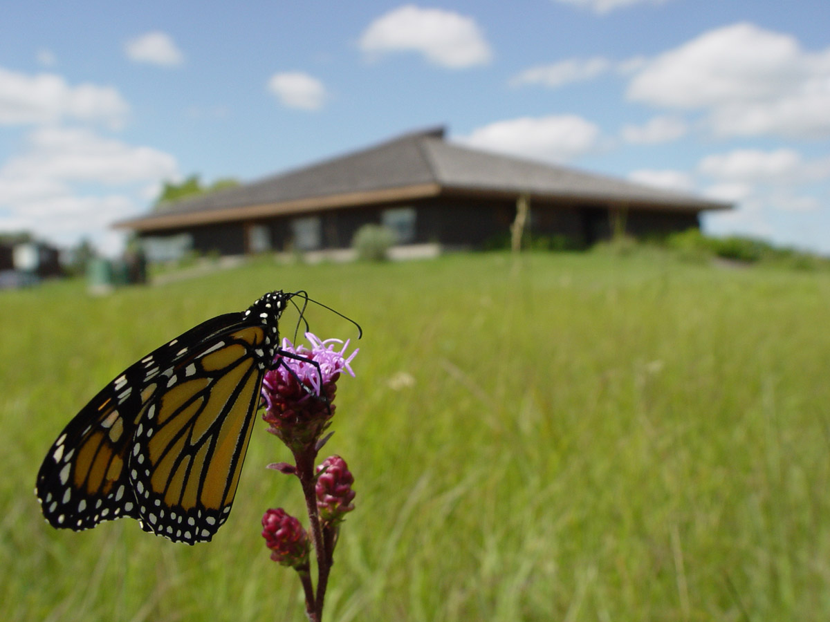 Living Prairie Museum & Monarch butterfly